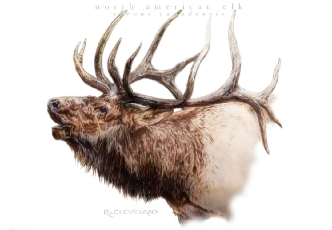 North American Elk