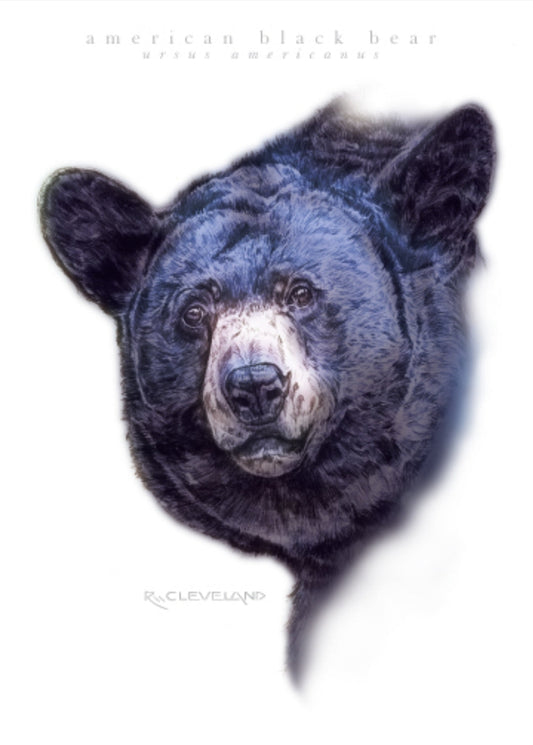 American Black Bear