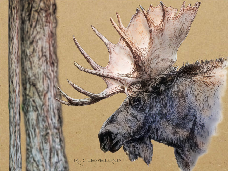 North American Moose