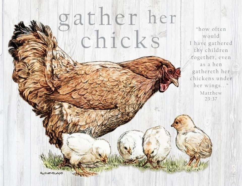 Gather Her Chicks