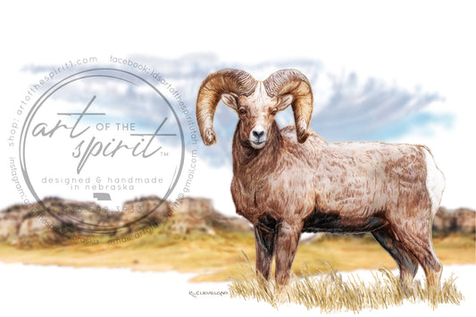 Big Horn Ram